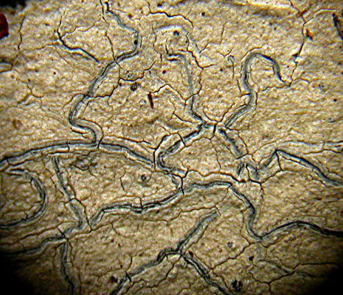 Graphis caesiella