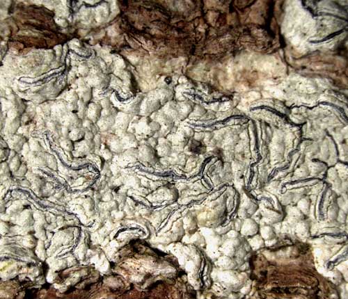 Graphis caesiocarpa