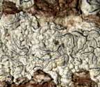 Graphis caesiocarpa
