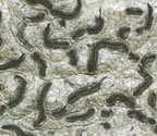 Graphis chlorotica