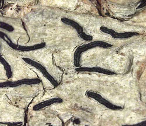 Graphis cincta