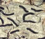 Graphis cincta