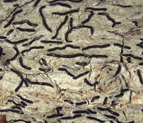Graphis cincta