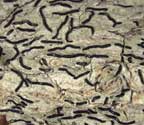 Graphis cincta