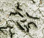 Graphis cupei