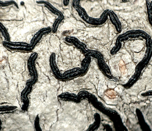 Graphis desquamescens