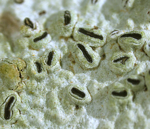 Graphis elevata