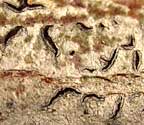 Graphis ferrugineodisca