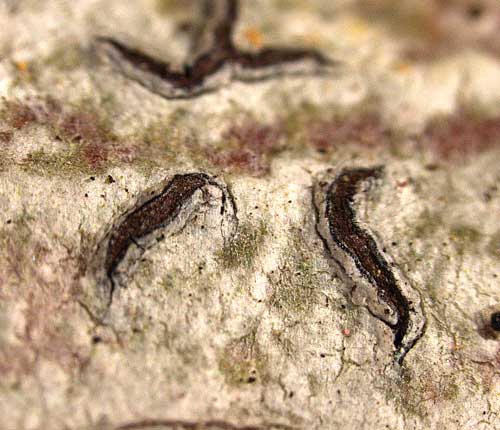 Graphis ferrugineodisca