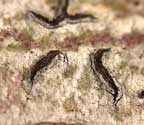 Graphis ferrugineodisca