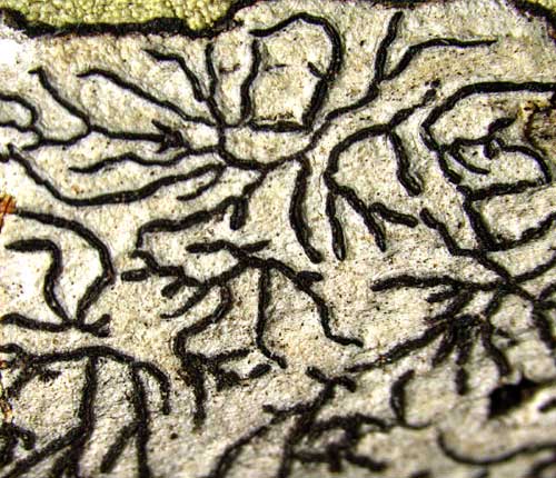Graphis filiformis