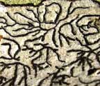 Graphis filiformis