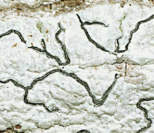 Graphis furcata