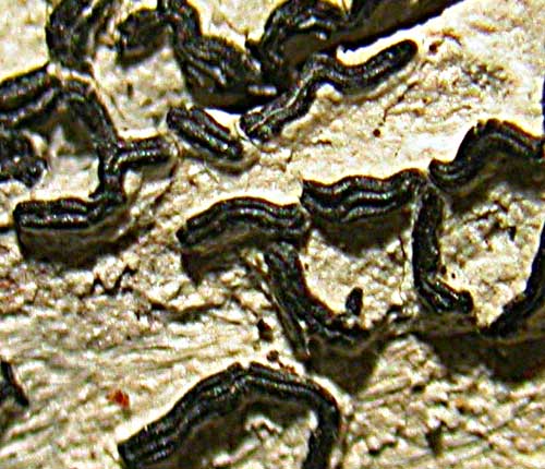 Graphis intricata
