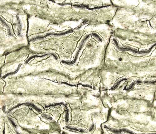 Graphis koltermaniae