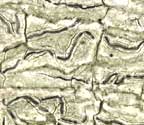 Graphis koltermaniae