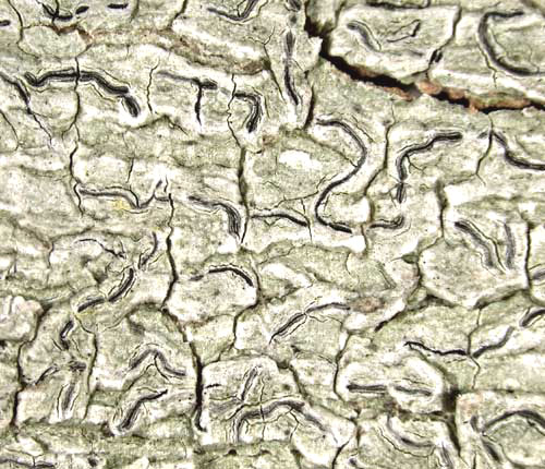 Graphis koltermaniae