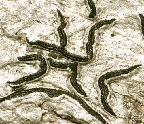 Graphis librata