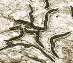 Graphis librata