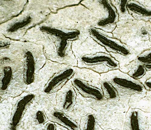 Graphis lineola