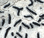 Graphis lineola