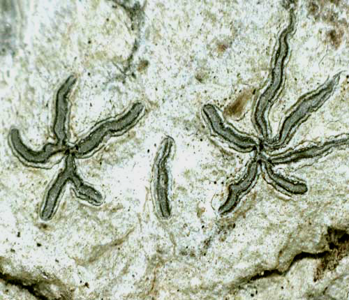 Graphis modesta