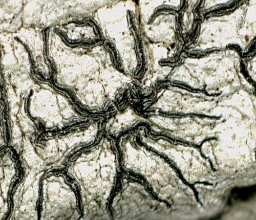 Graphis neoelongata