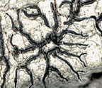 Graphis neoelongata