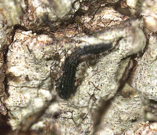 Graphis paralleloides
