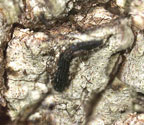 Graphis paralleloides