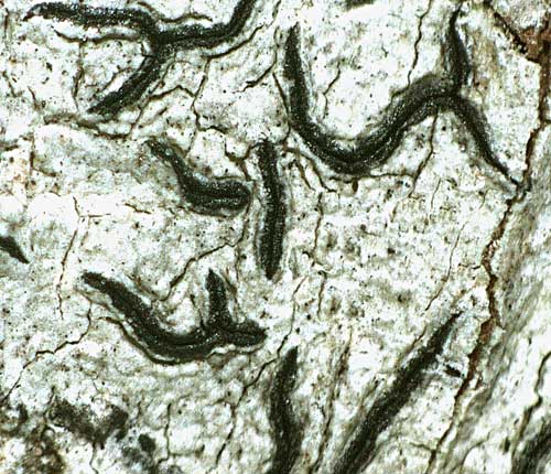 Graphis pinicola