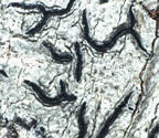 Graphis pinicola