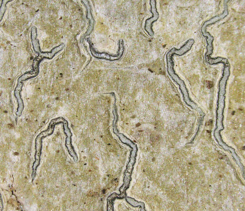 Graphis pyrrhocheiloides