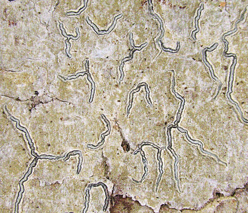 Graphis pyrrhocheiloides