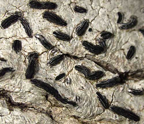 Graphis rimulosa