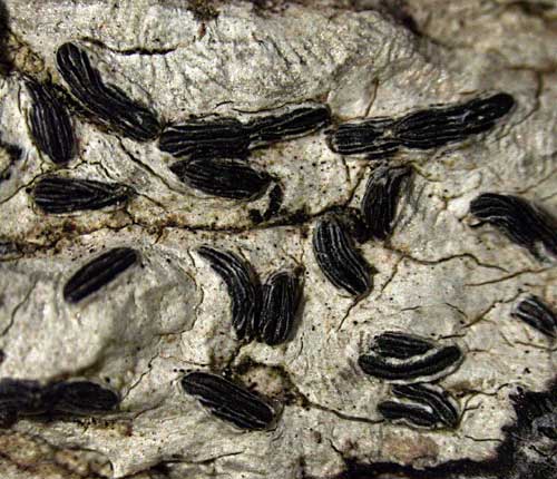 Graphis rimulosa