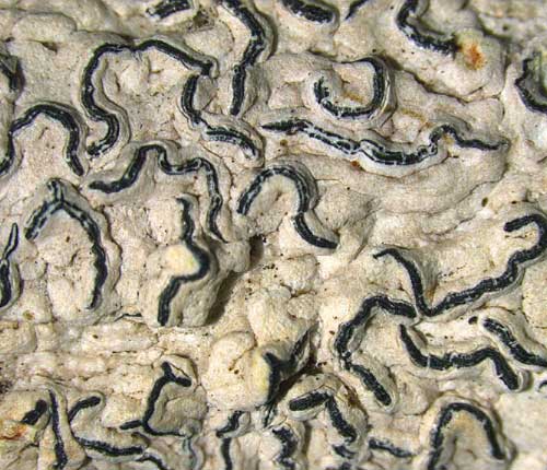 Graphis schiffneri