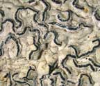 Graphis schiffneri