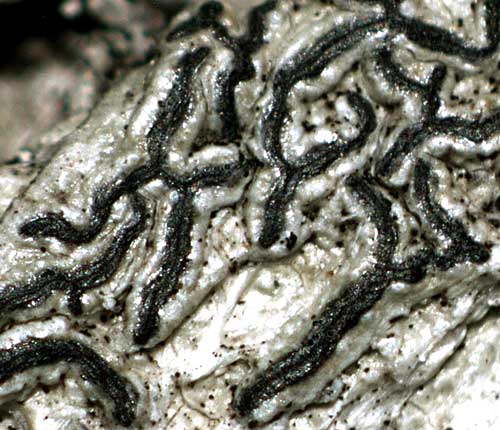Graphis stellata