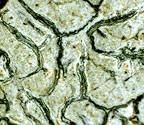 Graphis subamylacea
