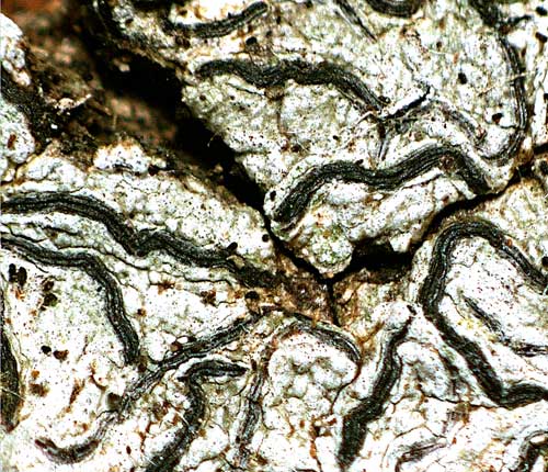 Graphis tenella