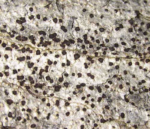 Gyalideopsis vainoi