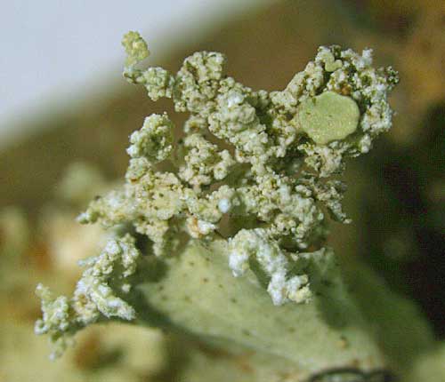 Parmotrema dilatatum