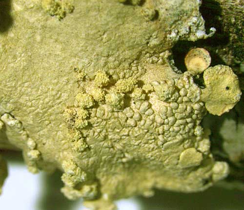 Parmotrema dominicanum