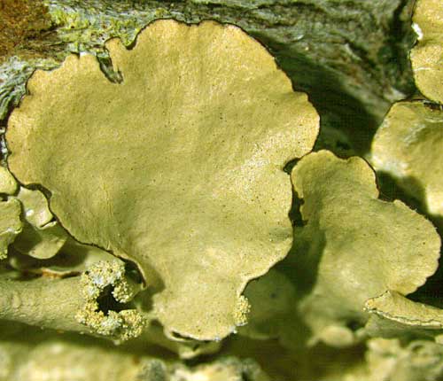 Parmotrema dominicanum