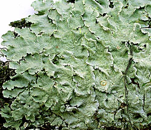 Parmotrema endosulphureum