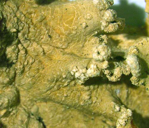 Parmotrema gardneri