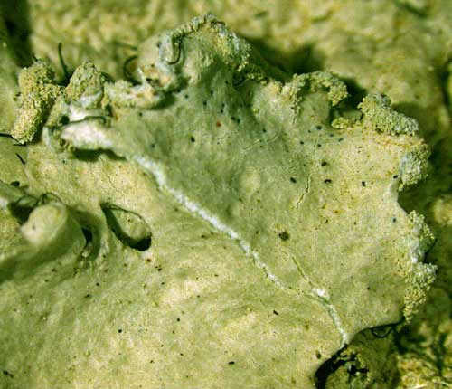Parmotrema hypoleucinum
