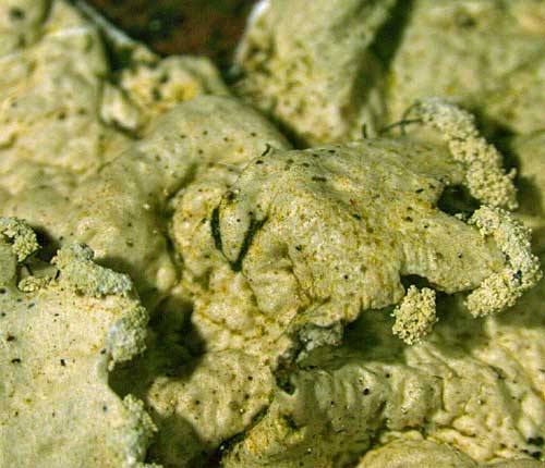 Parmotrema hypoleucinum
