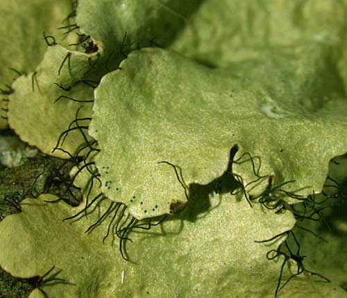 Parmotrema hypoleucinum